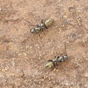 Camponotus aeneopilosus at Goulburn, NSW - 18 Aug 2024