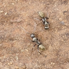 Camponotus aeneopilosus at Goulburn, NSW - 18 Aug 2024 01:55 PM