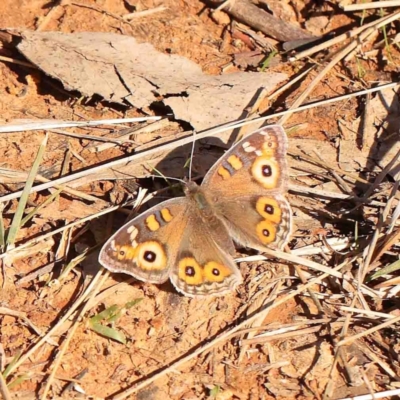 Junonia villida (Meadow Argus) at Kaleen, ACT - 18 Aug 2024 by ConBoekel