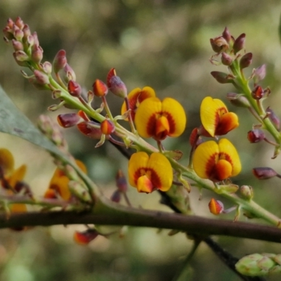 Daviesia latifolia (Hop Bitter-Pea) at Goulburn, NSW - 18 Aug 2024 by trevorpreston