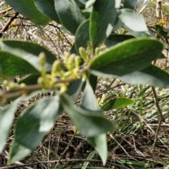 Daviesia latifolia at Goulburn, NSW - 18 Aug 2024