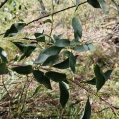 Daviesia latifolia at Goulburn, NSW - 18 Aug 2024 01:55 PM