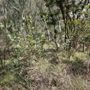 Daviesia latifolia at Goulburn, NSW - 18 Aug 2024 01:55 PM