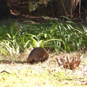 Tachyglossus aculeatus at O'Connor, ACT - 18 Aug 2024 10:37 AM