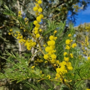 Acacia decurrens at Goulburn, NSW - 18 Aug 2024