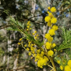 Acacia decurrens at Goulburn, NSW - 18 Aug 2024 01:54 PM