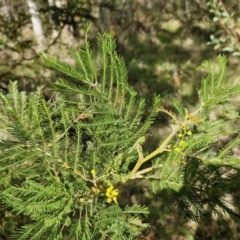 Acacia decurrens at Goulburn, NSW - 18 Aug 2024 01:54 PM