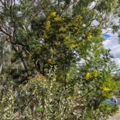 Acacia decurrens at Goulburn, NSW - 18 Aug 2024 01:54 PM