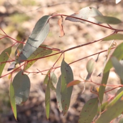 Eucalyptus macrorhyncha subsp. macrorhyncha at Kaleen, ACT - 18 Aug 2024