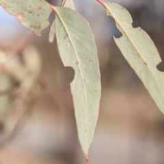 Eucalyptus macrorhyncha subsp. macrorhyncha at Kaleen, ACT - 18 Aug 2024