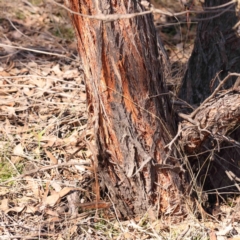 Eucalyptus macrorhyncha subsp. macrorhyncha at Kaleen, ACT - 18 Aug 2024