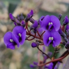 Hardenbergia violacea at Goulburn, NSW - 18 Aug 2024 01:39 PM