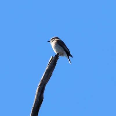 Microeca fascinans (Jacky Winter) at Wodonga, VIC - 18 Aug 2024 by KylieWaldon