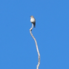 Microeca fascinans at Wodonga, VIC - 18 Aug 2024 10:56 AM