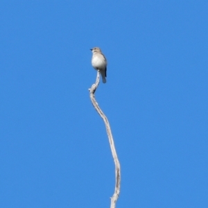 Microeca fascinans at Wodonga, VIC - 18 Aug 2024 10:56 AM