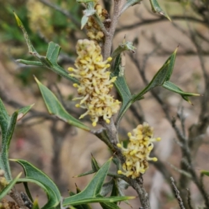 Grevillea ramosissima subsp. ramosissima at Goulburn, NSW - 18 Aug 2024 01:38 PM