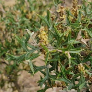 Grevillea ramosissima subsp. ramosissima at Goulburn, NSW - 18 Aug 2024 01:38 PM