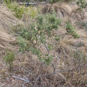 Grevillea ramosissima subsp. ramosissima at Goulburn, NSW - 18 Aug 2024 01:38 PM