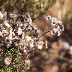 Chrysocephalum semipapposum at Kaleen, ACT - 18 Aug 2024