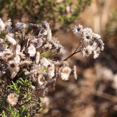 Chrysocephalum semipapposum (Clustered Everlasting) at Kaleen, ACT - 18 Aug 2024 by ConBoekel