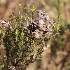 Chrysocephalum semipapposum at Kaleen, ACT - 18 Aug 2024