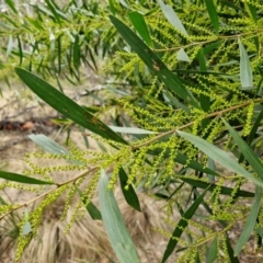 Acacia longifolia subsp. longifolia (sallow or Sydney golden wattle) at Goulburn, NSW - 18 Aug 2024 by trevorpreston