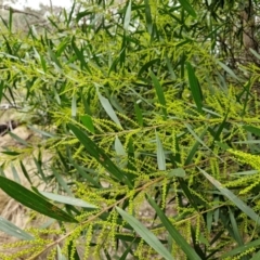 Acacia longifolia subsp. longifolia at Goulburn, NSW - 18 Aug 2024