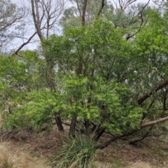 Acacia longifolia subsp. longifolia at Goulburn, NSW - 18 Aug 2024