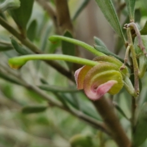 Grevillea arenaria subsp. arenaria at Goulburn, NSW - 18 Aug 2024 01:35 PM