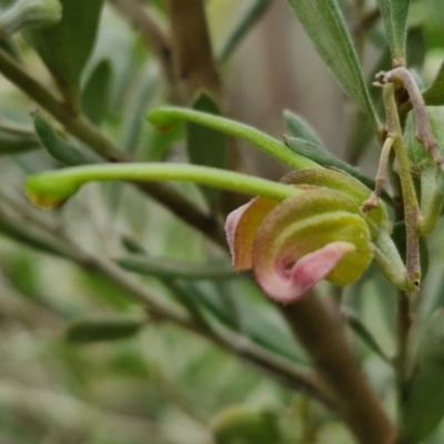 Grevillea arenaria subsp. arenaria (Nepean Spider Flower) at Mount Gray Recreation Reserve, Goulburn - 18 Aug 2024 by trevorpreston