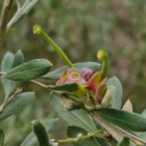 Grevillea arenaria subsp. arenaria at Goulburn, NSW - 18 Aug 2024