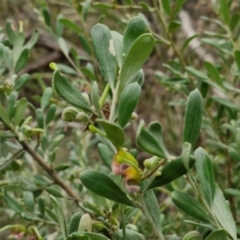 Grevillea arenaria subsp. arenaria at Goulburn, NSW - 18 Aug 2024 01:35 PM