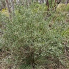 Grevillea arenaria subsp. arenaria at Goulburn, NSW - 18 Aug 2024 01:35 PM