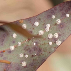 Glycaspis sp. (genus) (Unidentified sugary lerp) at Kaleen, ACT - 18 Aug 2024 by ConBoekel