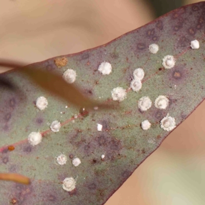 Glycaspis sp. (genus) (Unidentified sugary lerp) at Kaleen, ACT - 18 Aug 2024 by ConBoekel