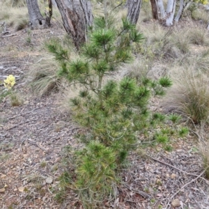 Pinus radiata at Goulburn, NSW - 18 Aug 2024