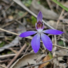 Cyanicula caerulea (Blue Fingers, Blue Fairies) at Goulburn, NSW - 18 Aug 2024 by trevorpreston