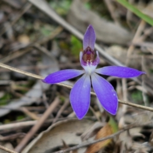 Cyanicula caerulea at Goulburn, NSW - suppressed