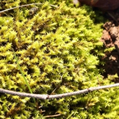 Unverified Moss, Liverwort or Hornwort at Kaleen, ACT - 18 Aug 2024 by ConBoekel