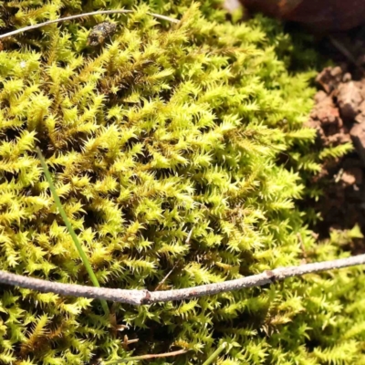 Unverified Moss, Liverwort or Hornwort at Kaleen, ACT - 18 Aug 2024 by ConBoekel
