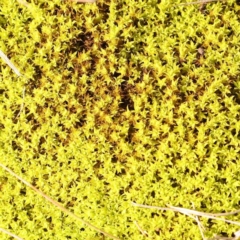 Unverified Moss, Liverwort or Hornwort at Kaleen, ACT - 18 Aug 2024 by ConBoekel
