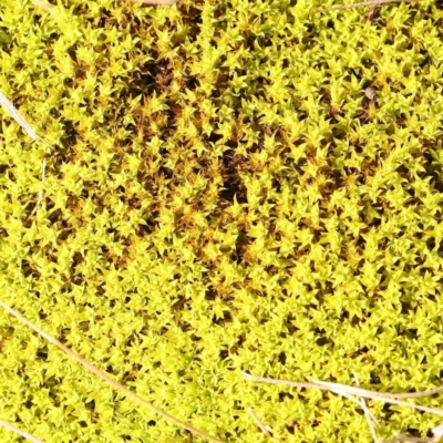 Unverified Moss, Liverwort or Hornwort at Kaleen, ACT - 18 Aug 2024 by ConBoekel
