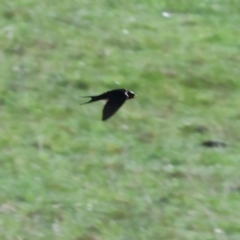 Hirundo neoxena at Wodonga, VIC - 18 Aug 2024 10:54 AM