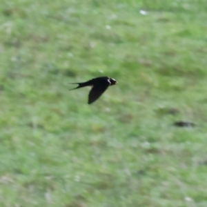 Hirundo neoxena at Wodonga, VIC - 18 Aug 2024 10:54 AM