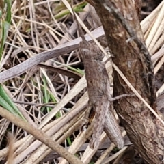 Coryphistes ruricola (Bark-mimicking Grasshopper) at Goulburn, NSW - 18 Aug 2024 by trevorpreston