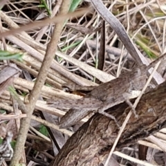 Coryphistes ruricola at Goulburn, NSW - 18 Aug 2024 01:23 PM