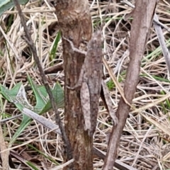 Coryphistes ruricola at Goulburn, NSW - 18 Aug 2024