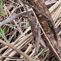 Coryphistes ruricola at Goulburn, NSW - 18 Aug 2024