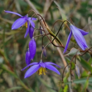 Stypandra glauca at Goulburn, NSW - 18 Aug 2024