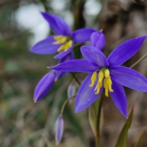 Stypandra glauca at Goulburn, NSW - 18 Aug 2024